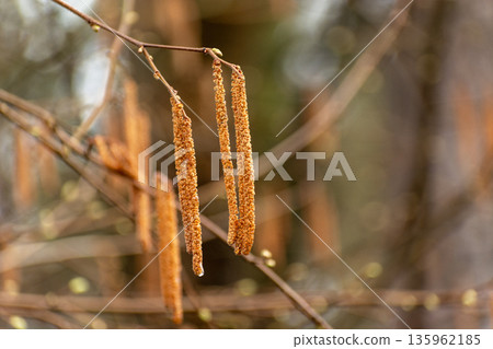 Long and wet alder catkins hanging on a branch Long and wet alder catkins hanging on a branch 135962185