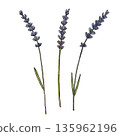 set of lavender flowers isolated on white 135962196