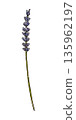 watercolor lavender flower isolated on white background	 135962197