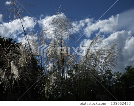 Japanese pampas grass and white clouds swaying in the autumn sky - a refreshing seasonal scene Japanese pampas grass and white clouds swaying in the autumn sky - a refreshing seasonal scene 135962433