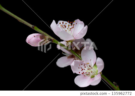 Sakura branch isolated Sakura branch isolated 135962772