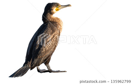 A photo of a great cormorant isolated A photo of a great cormorant isolated 135962799
