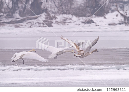 a swan on the river a swan on the river 135962811