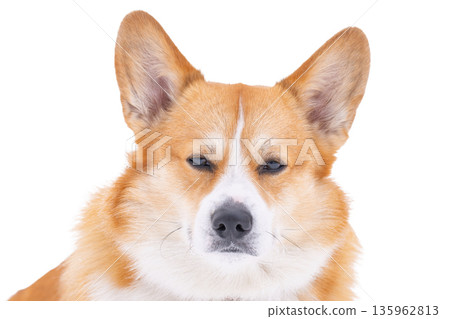 Pembroke corgi isolated Pembroke corgi isolated 135962813