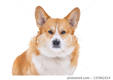 Pembroke corgi isolated 135962814
