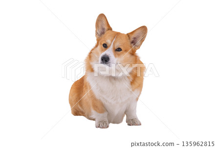 Pembroke corgi isolated Pembroke corgi isolated 135962815