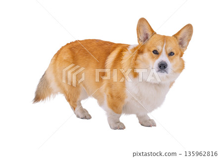Pembroke corgi isolated 135962816