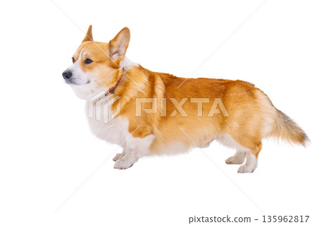 Pembroke corgi isolated Pembroke corgi isolated 135962817