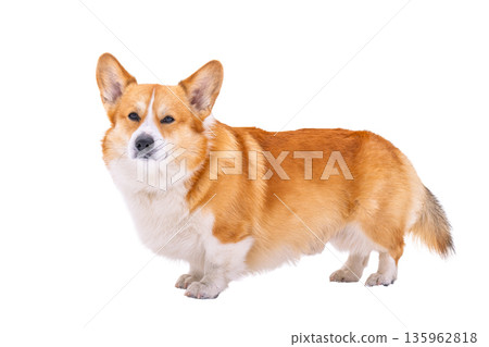 Pembroke corgi isolated Pembroke corgi isolated 135962818