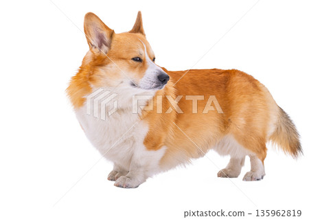 Pembroke corgi isolated 135962819