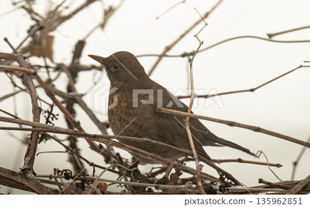thrush on a grape vine in winter 135962851