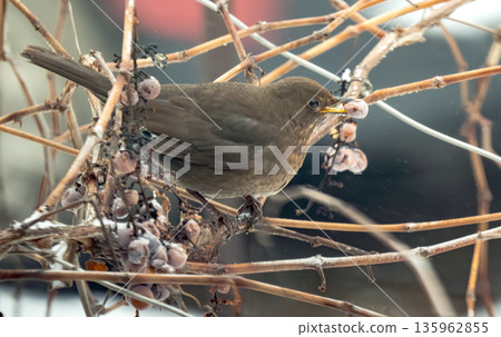 thrush on a grape vine in winter thrush on a grape vine in winter 135962855