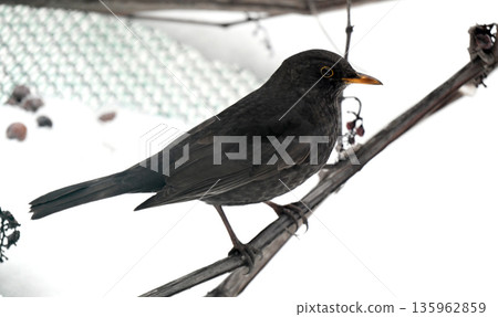 thrush on a grape vine in winter 135962859