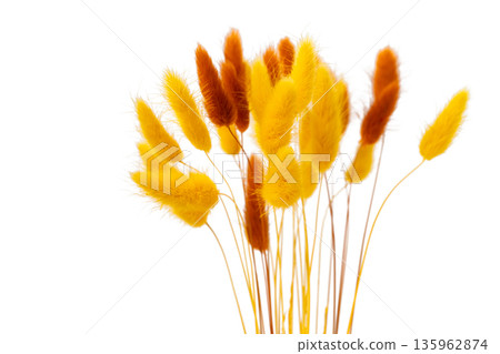 Hare's tail grass isolated Hare's tail grass isolated 135962874