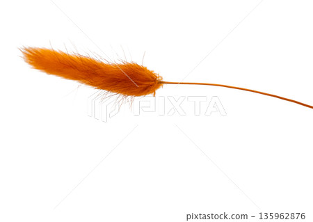 Hare's tail grass isolated 135962876