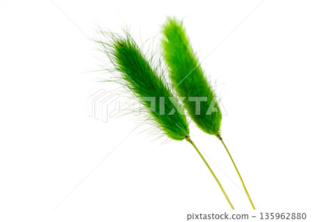 Hare's tail grass isolated Hare's tail grass isolated 135962880