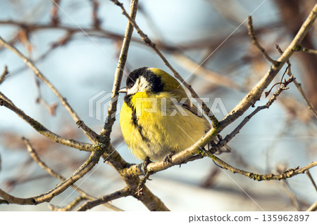 titmouse sitting on a branch titmouse sitting on a branch 135962897