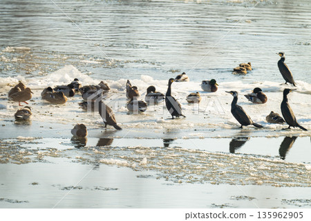 A photo of a great cormorant on a river 135962905