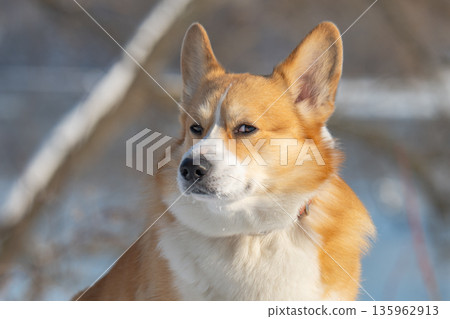 Portrait of a Pembroke Corgi in a park Portrait of a Pembroke Corgi in a park 135962913