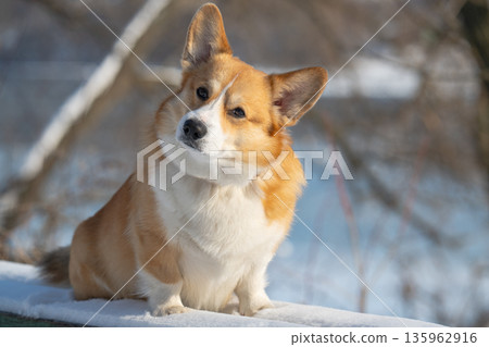 Portrait of a Pembroke Corgi in a park Portrait of a Pembroke Corgi in a park 135962916