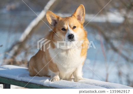 Portrait of a Pembroke Corgi in a park Portrait of a Pembroke Corgi in a park 135962917