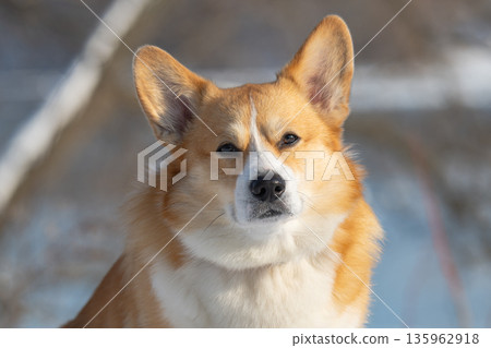 Portrait of a Pembroke Corgi in a park 135962918