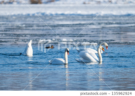 waterfowl on the river waterfowl on the river 135962924