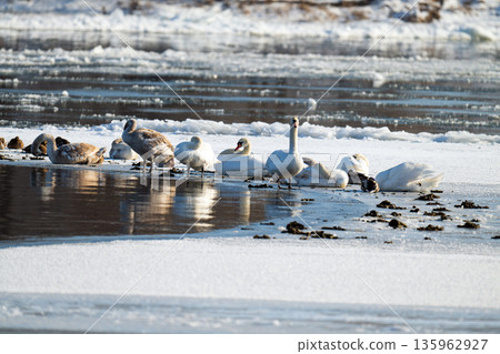 waterfowl on the river waterfowl on the river 135962927