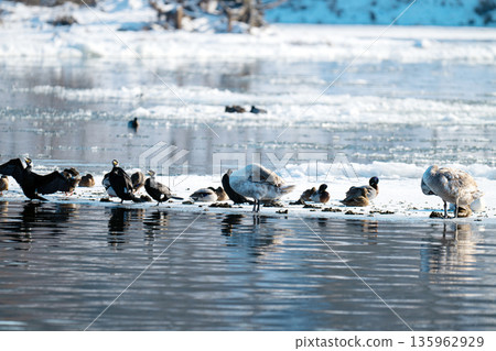 waterfowl on the river waterfowl on the river 135962929