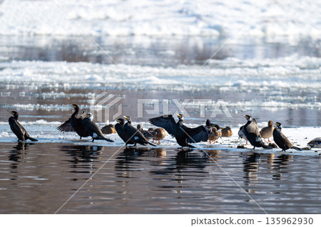 waterfowl on the river waterfowl on the river 135962930
