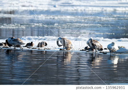 waterfowl on the river waterfowl on the river 135962931
