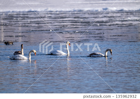 waterfowl on the river 135962932