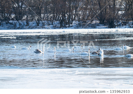 waterfowl on the river 135962933