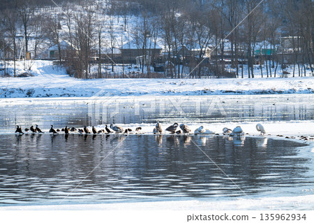 waterfowl on the river 135962934