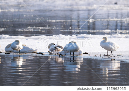 waterfowl on the river waterfowl on the river 135962935