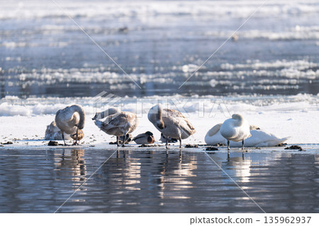 waterfowl on the river 135962937