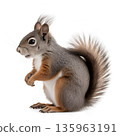 Portrait of eurasian red squirrel in front of a white background 135963191