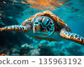 Young Hawksbill Turtle swimming along in Nassau, Bahamas. 135963192