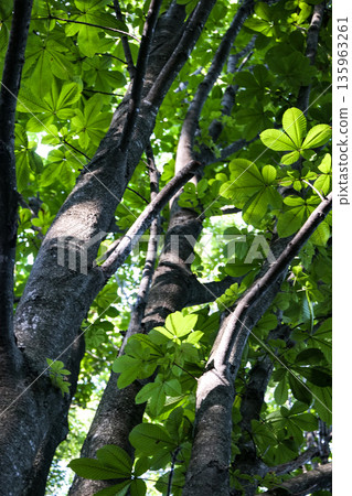 Young horse chestnut leaves in Iwate Prefectural Forest Park. Horse chestnut leaves with leaves as large as Tengu fan leaves. Young horse chestnut leaves in Iwate Prefectural Forest Park. Horse chestnut leaves with leaves as large as Tengu fan leaves. 135963261