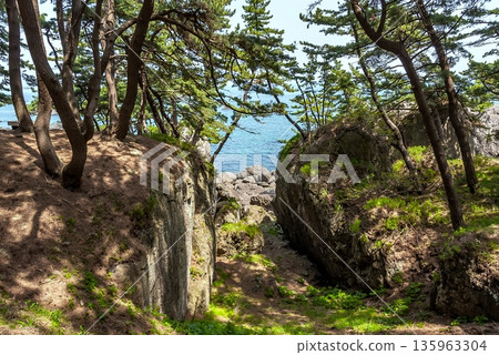 Sanriku Fukko National Park: The tranquil scenery of the Yodo no Matsubara Promenade, woven with the giant rocks and red pine forests of Tanesashi Coast 135963304