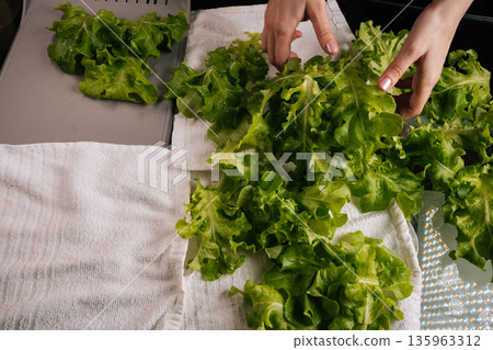 Female chef meticulously drying fresh green lettuce on clean white towel, preparing ingredients for healthy salad or dish in professional restaurant kitchen setting. Concept of healthy lifestyle. Female chef meticulously drying fresh green lettuce on clean white towel, preparing ingredients for healthy salad or dish in professional restaurant kitchen setting. Concept of healthy lifestyle. 135963312