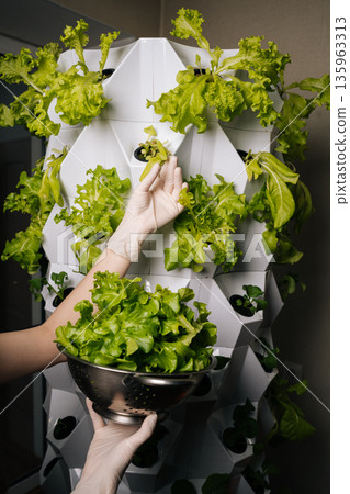 Urban farmer wearing gloves harvesting fresh lettuce from vertical hydroponic farming system, demonstrating sustainable agriculture practices. Concept of healthy sustainable cultivation. Urban farmer wearing gloves harvesting fresh lettuce from vertical hydroponic farming system, demonstrating sustainable agriculture practices. Concept of healthy sustainable cultivation. 135963313