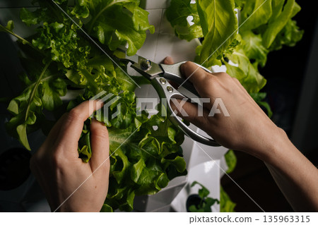 Detail cropped shot of female hands using scissors, harvesting fresh lettuce growing in modern vertical hydroponic farm, showcasing sustainable agriculture and innovative food production techniques. Detail cropped shot of female hands using scissors, harvesting fresh lettuce growing in modern vertical hydroponic farm, showcasing sustainable agriculture and innovative food production techniques. 135963315