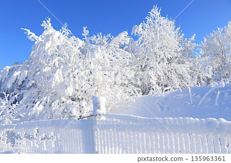 Fabulous beautiful trees in a thick layer of frost and snow during a severe frost against a blue sky background.Beautiful winter invitation card for tourists.The beauty of the cold season 135963361