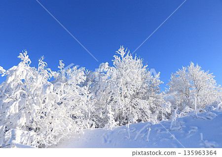 Winter landscape in central Russia.Fabulous beautiful trees in a thick layer of frost and snow during a severe frost.Beautiful winter invitation card for tourists.The beauty of the cold season Winter landscape in central Russia.Fabulous beautiful trees in a thick layer of frost and snow during a severe frost.Beautiful winter invitation card for tourists.The beauty of the cold season 135963364