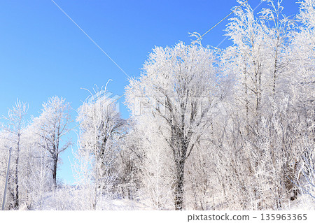 Fabulous beautiful trees in a thick layer of frost and snow during a severe frost against a blue sky background.Beautiful winter invitation card for tourists.The beauty of the cold season Fabulous beautiful trees in a thick layer of frost and snow during a severe frost against a blue sky background.Beautiful winter invitation card for tourists.The beauty of the cold season 135963365