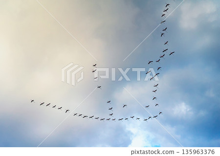Birds flying in long formation across sky with clouds, seasonal migration movement, direction change. Concept of birds migration navigation teamwork freedom leadership, collective movement in nature Birds flying in long formation across sky with clouds, seasonal migration movement, direction change. Concept of birds migration navigation teamwork freedom leadership, collective movement in nature 135963376