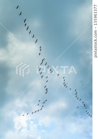Large flock of storks flying in formation across cloudy sky, captured from below with dramatic perspective. Concept of freedom, teamwork, migration, navigation and seasonal change Large flock of storks flying in formation across cloudy sky, captured from below with dramatic perspective. Concept of freedom, teamwork, migration, navigation and seasonal change 135963377