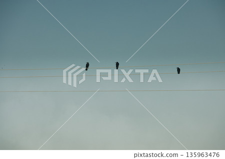 A lone bird soars across a clear blue sky A lone bird soars across a clear blue sky 135963476
