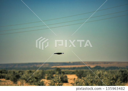 A lone bird soars across a clear blue sky A lone bird soars across a clear blue sky 135963482